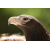 CANON ​RF 200-800mm F6.3-9 IS USM